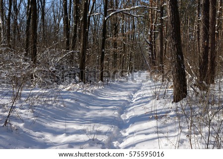 Long shadows in a snowy winter forest