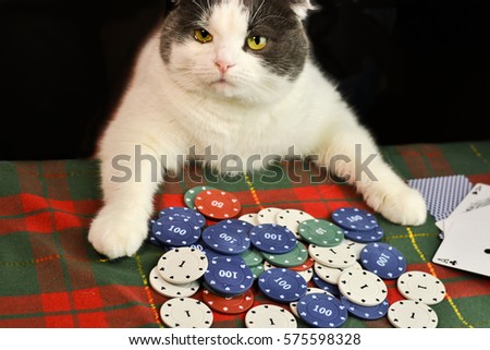 Flap-eared cat playing poker