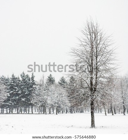 lonely tree in winter forest