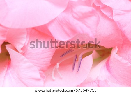 Closeup picture of Gladiolus