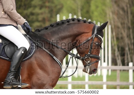 Beautiful sport horse portrait in horse show Royalty-Free Stock Photo #575660002
