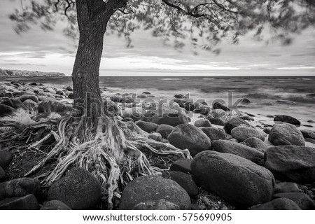 Sea landscape with trees  and stones. Black and white ifrared photo.
