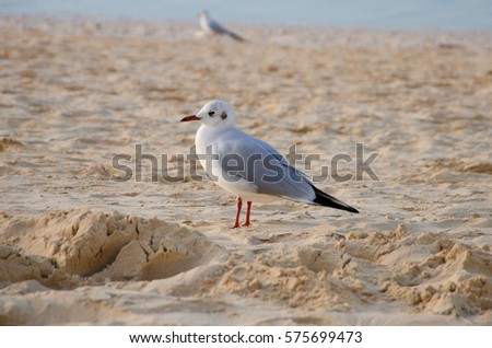 A common seagull (Larus canus) is staying on the sand beach. Royalty-Free Stock Photo #575699473