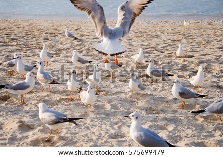 A common gull (Larus canus) takes off, surrounded by other seagulls on the beach. Royalty-Free Stock Photo #575699479