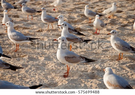 Common seagulls (Larus canus) are staring off in one direction on the beach. Royalty-Free Stock Photo #575699488