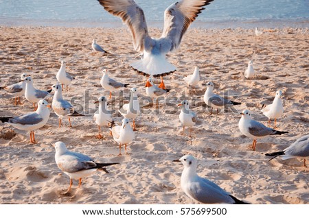 A common gull (Larus canus) takes off, surrounded by other seagulls on the beach. Royalty-Free Stock Photo #575699500