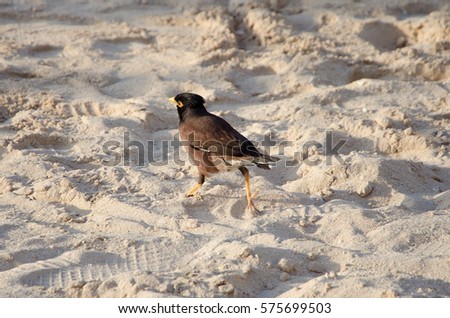 The bird Myna (Mynah)(Acridotheres tristis) is running on the wet sand of the beach. Royalty-Free Stock Photo #575699503