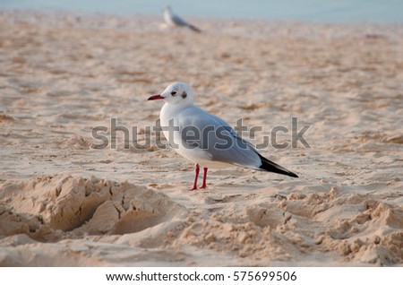 A common seagull (Larus canus) is staying on the sand beach. Royalty-Free Stock Photo #575699506