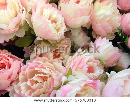 Soft color Roses Background
