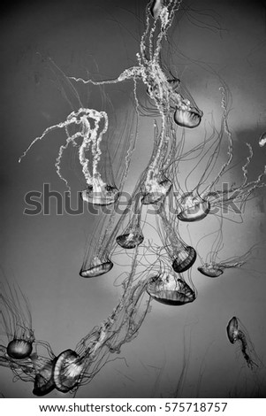 Black and white picture of a group of jellyfish in aquarium which are follow down 