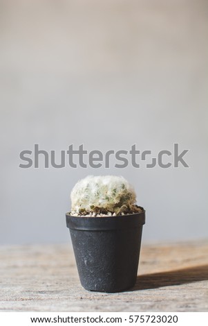 Little beautiful cactus gray background , hipster tone, soft focus