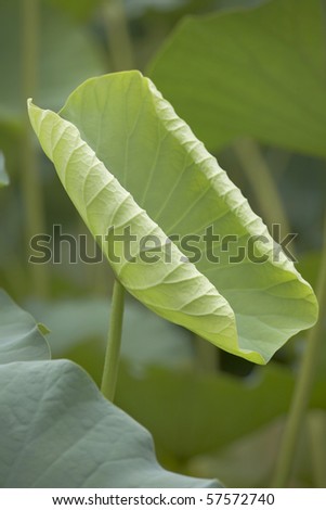 green water lily leaves picture