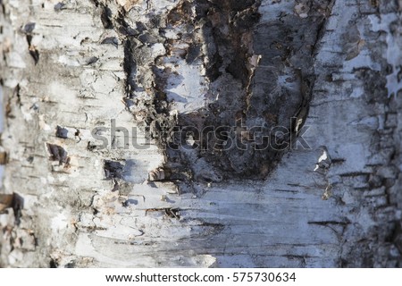 mountain paper birch, also known as mountain white birch or eastern paper birch bark texture
