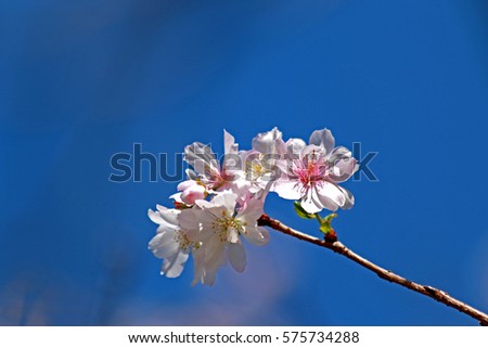 Sakura, Cheery blossom in Japan