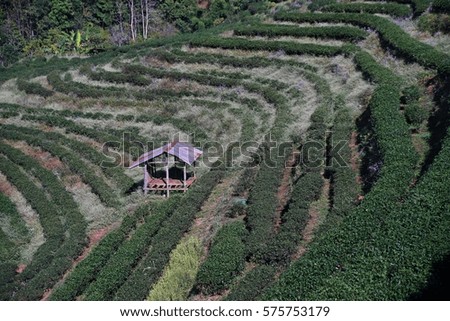 tea plantation;tea field