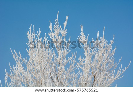 Beautiful rime covered the branches in winter under the blue sky