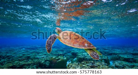 A Green Sea Turtle swimming in a shallow lagoon and its reflection on the underside surface of the water Royalty-Free Stock Photo #575778163