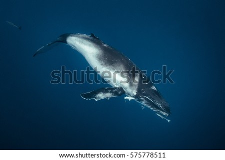 A humpback whale underwater diving down into a deep blue sea. Royalty-Free Stock Photo #575778511