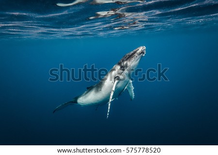 A young humpback whale sitting just below the surface of the water, side on. Royalty-Free Stock Photo #575778520