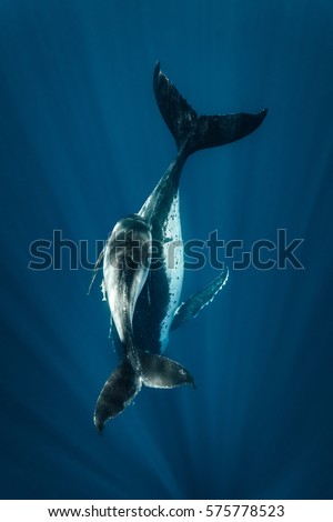 A humpback whale mum and calf underwater showing their tales in a deep blue sea Royalty-Free Stock Photo #575778523