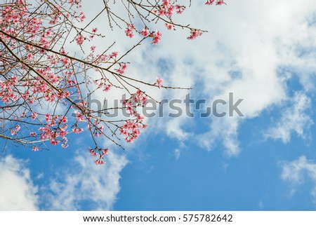 Soft Blurred of beautiful Cherry blossom flower in north of Thailand.