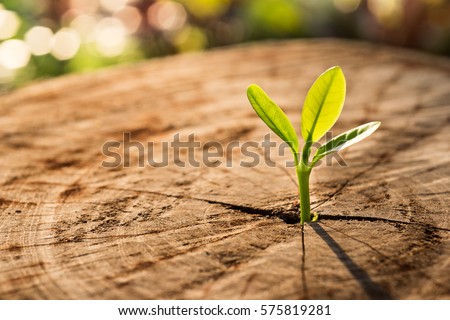 New Life concept with seedling growing sprout (tree).business development symbolic. Royalty-Free Stock Photo #575819281