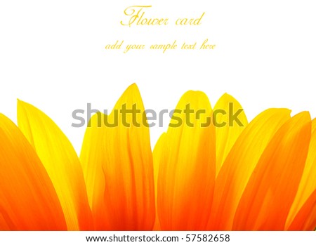 sunflower macro leaf card with space for text