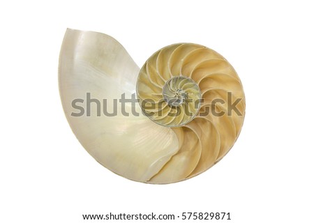 Split into half of Nautilus Pompilius seashell Royalty-Free Stock Photo #575829871