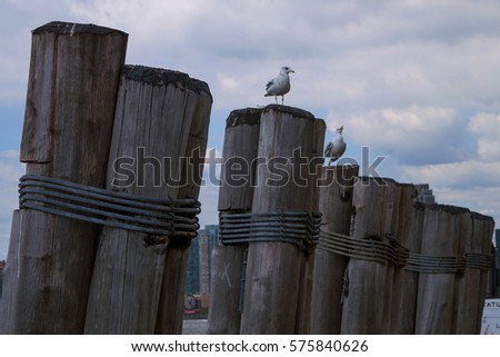 Seagulls in Manhattan, New York, USA