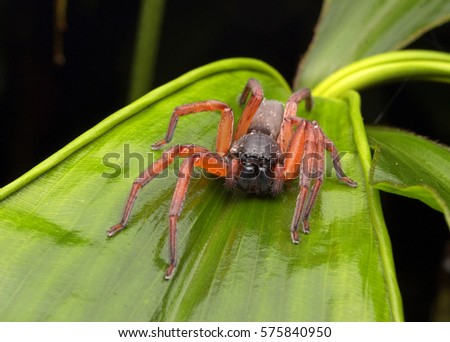 Red Huntsmen Spider (Thelcticopis sp.) in predatory mode