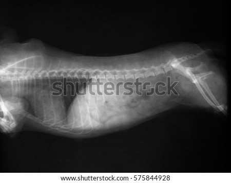 Female Poodle dog show in normal x-ray film. (thorax and abdomen)