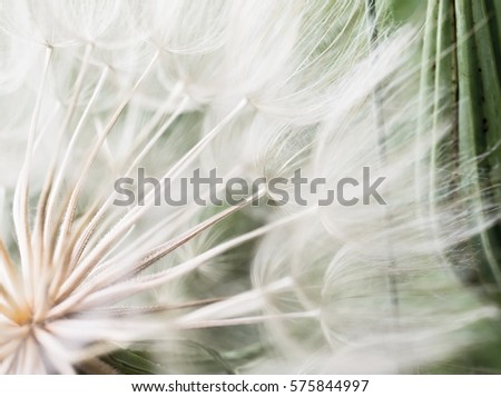 Tragopogon pseudomajor S. Nikit. Dandelion seeds, photo close up. Toning in light tones. Royalty-Free Stock Photo #575844997