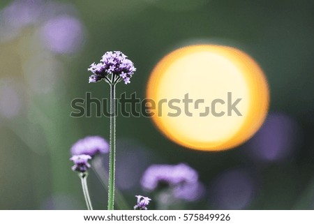 purple flower and light bouquet