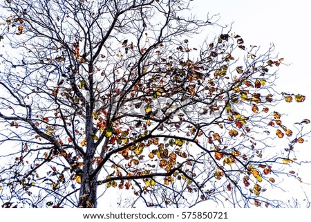 tree in autumn season