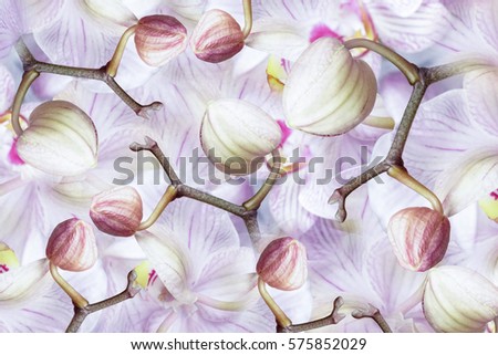 white-violet-pink-blue Buds  orchid.  background of flowers orchids. Flower composition.  a collage of motley  brindle  flowers.  Nature.   