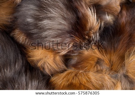 Texture, background. Fur Fox. a carnivorous mammal of the dog family with a pointed muzzle and bushy tail, proverbial for its cunning.