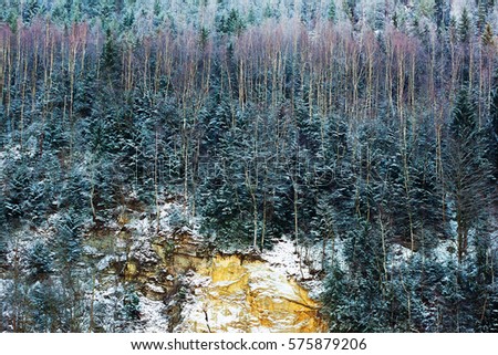 Fantastic view of winter fir forest on the mount