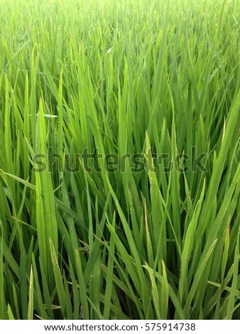 Rice Field in the Morning.
