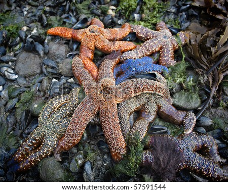 Colorful starfish huddled together on the sandbar in Halibut cove off the coast of Alaska near Homer