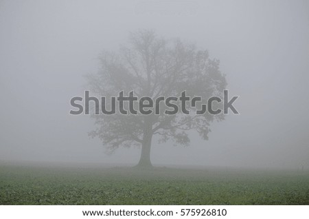 Autumn fog