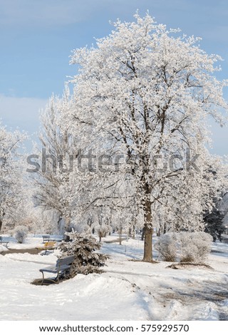Winter landscape of frosty trees, white snow in city park. Trees covered with snow.Kiev, Ukraine
