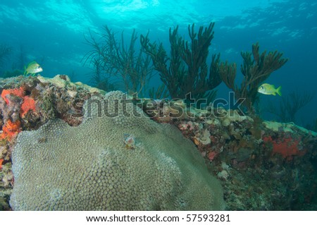 Coral composition of a reef ledge with Great Star Coral in foreground and Sea Rods in the background. Picture taken in Broward County, Florida.