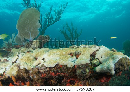 Coral composition of a reef ledge with Sea Fan in foreground and Sea Rods in the background. Picture taken in Broward County, Florida.