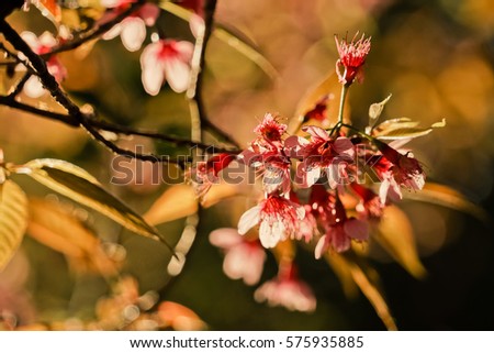Pa-ya-Suer-Kroang, Great tiger, Blossom pink flower, Thailand sakura