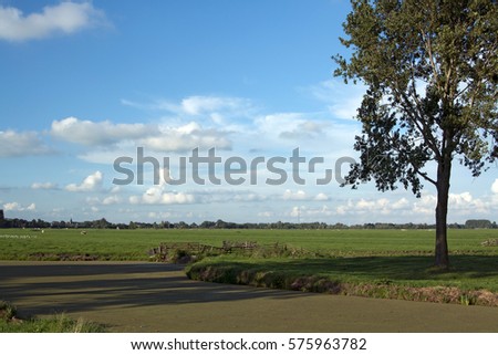River with duckweed and a solid tree with shadow on the water. Green farm field with animals on the background and blue sky with clouds. Image by Sonja Riedijk.