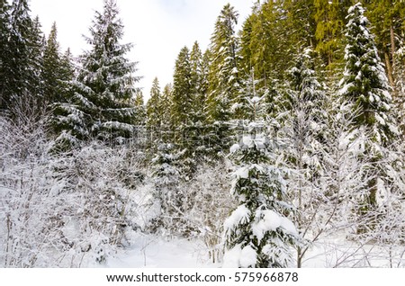 winter mountain landscape. trees covered with snow in the background
