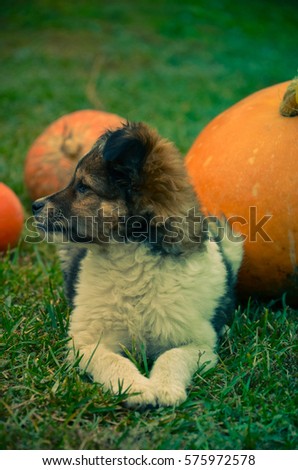 Fluffy puppy with a pumpkin on a green grass