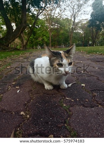 Sitting white cat in Lumpini park that watching on something