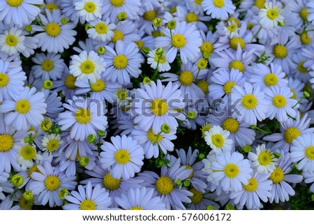 Light blue aster flowers background