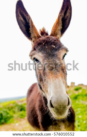 A funny donkey on the nature